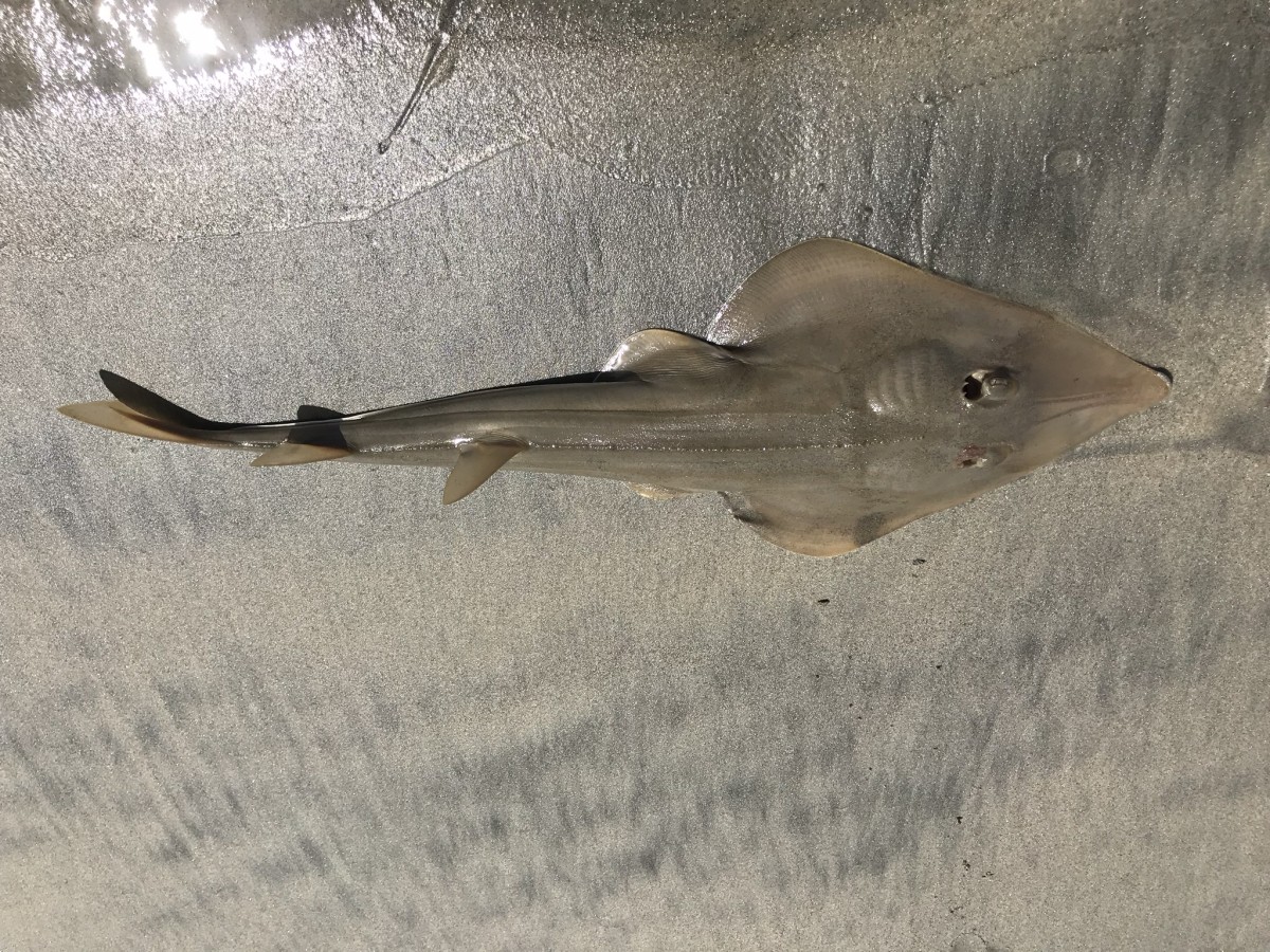 Guitarfish, Shovelnose