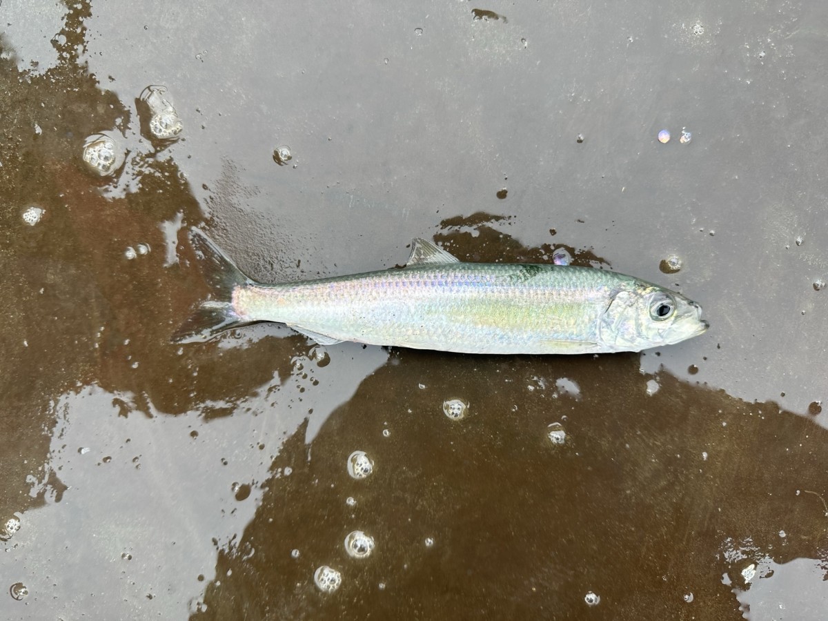 Herring, Pacific