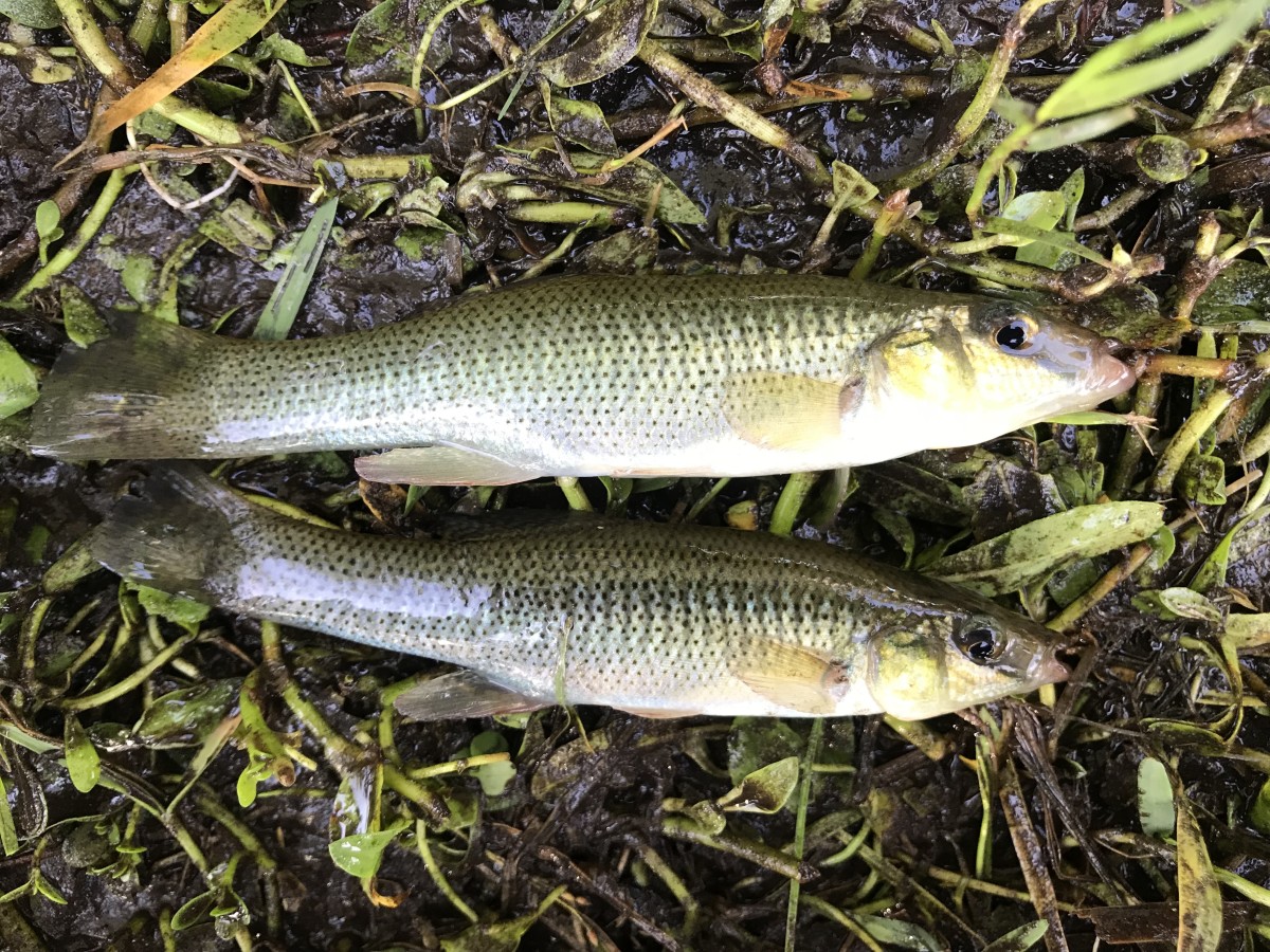 Killifish, Seminole