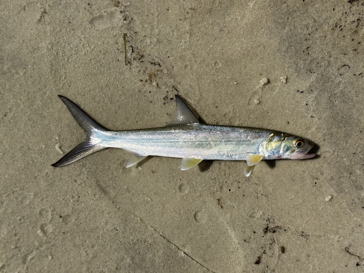 Ladyfish