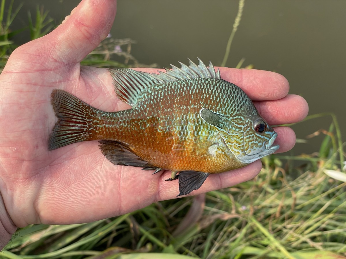 Lepomis aquilensis, Aquilensis Longear Sunfish