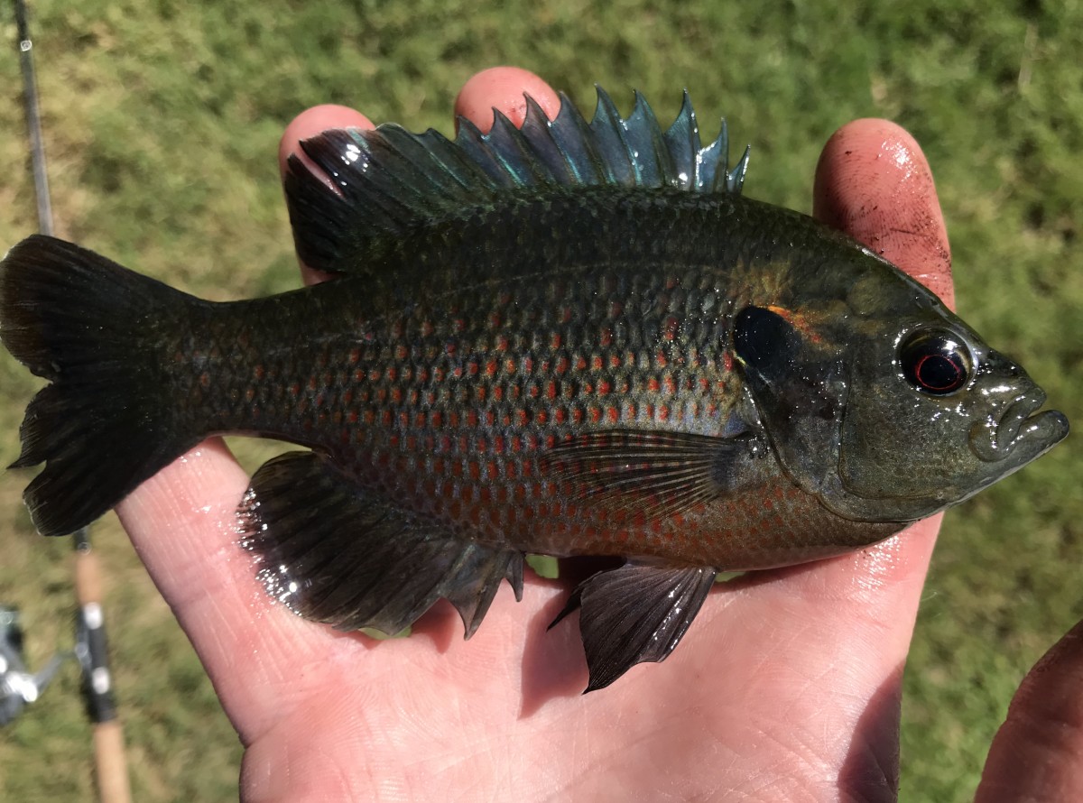 Lepomis miniatus, Redspotted Sunfish (Central TX)