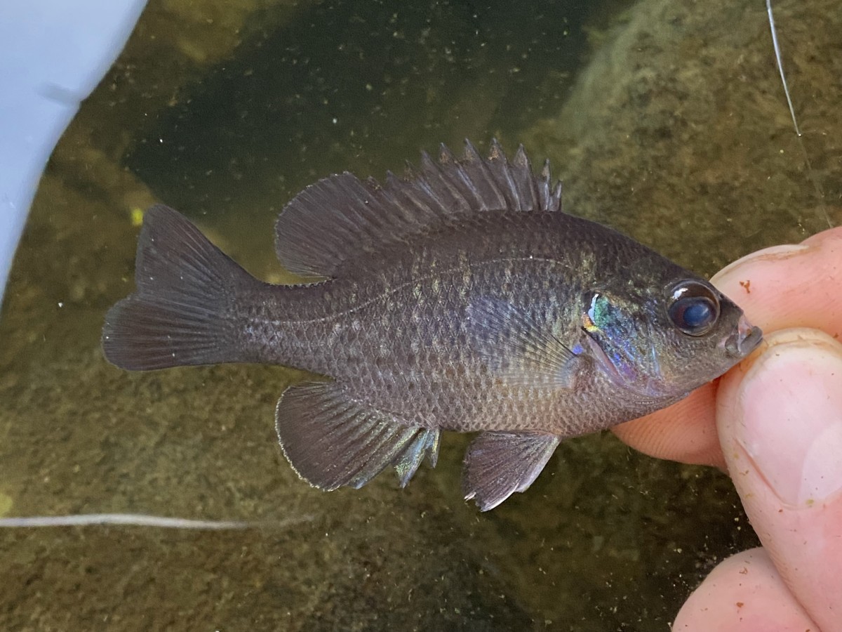 Lepomis miniatus, Redspotted Sunfish (Northern LA)