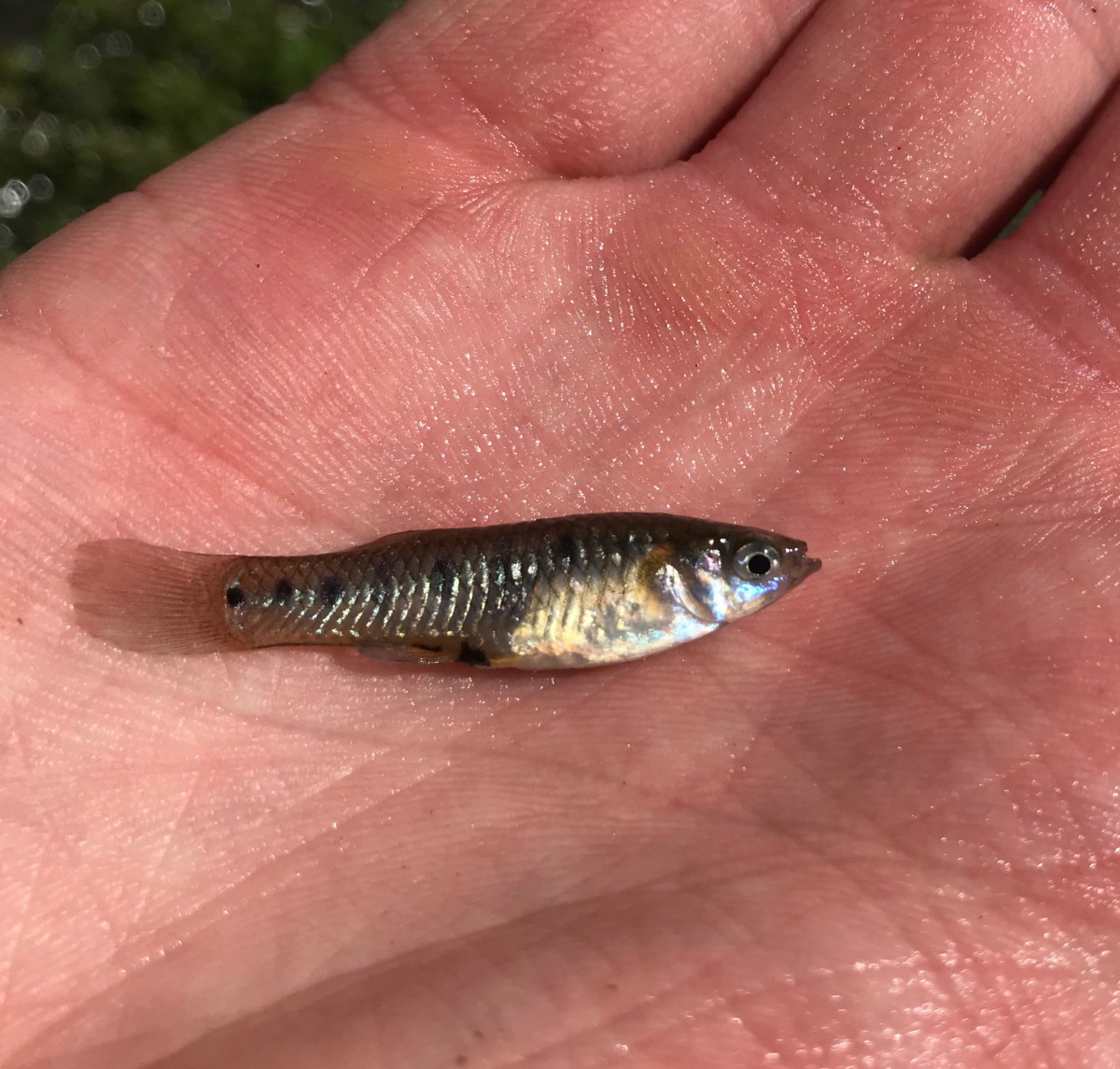 Livebearer, Porthole