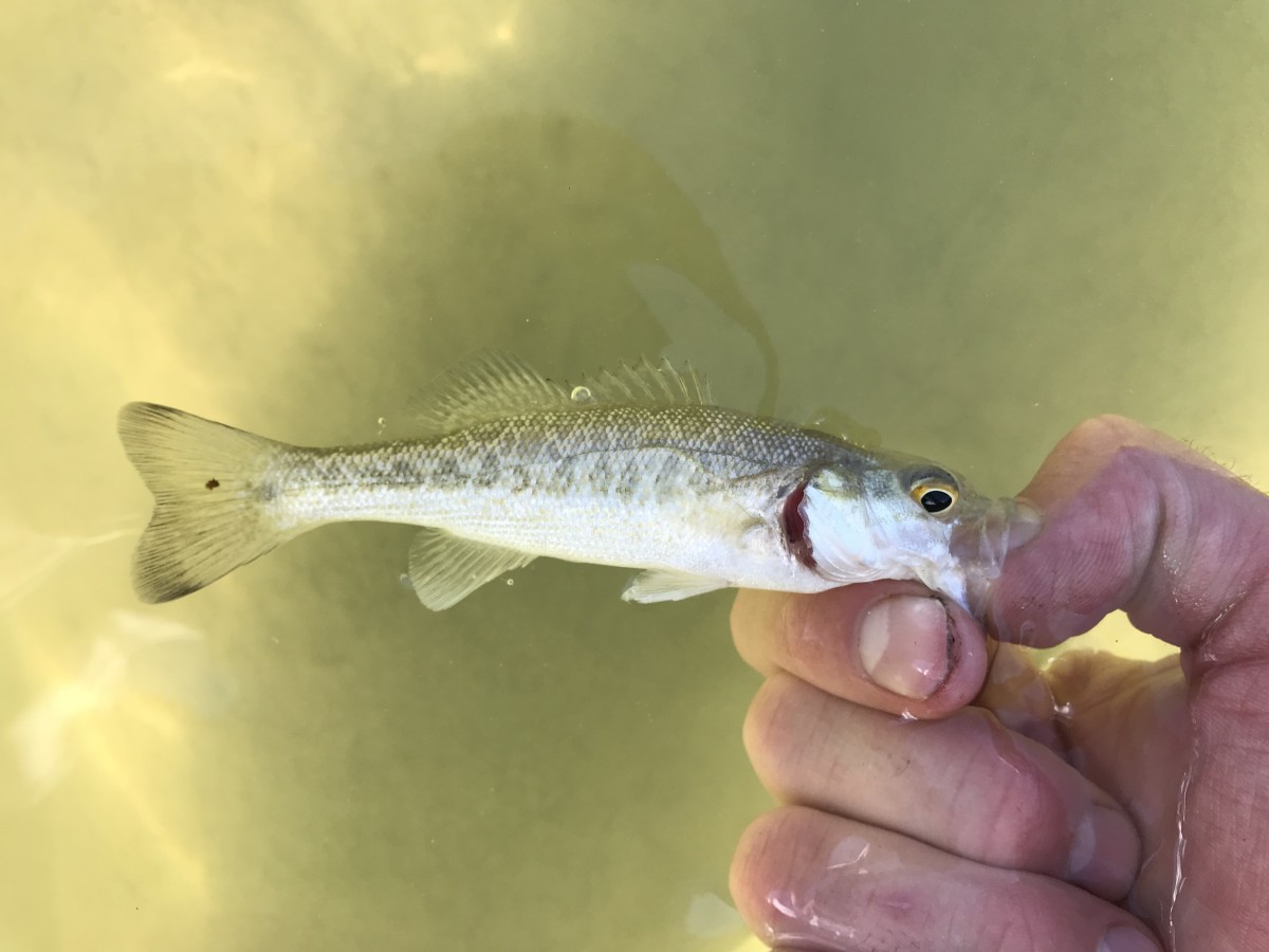 Micropterus treculii, Guadalupe Bass (Juvenile)