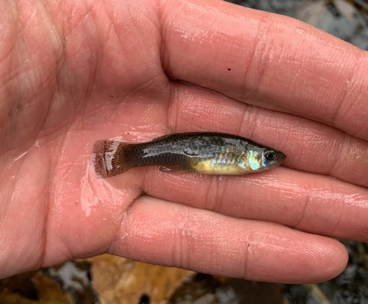 Mosquitofish, Eastern