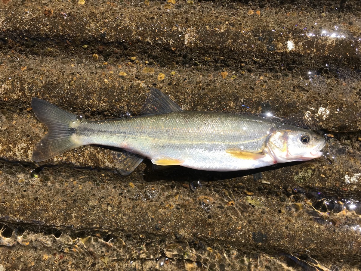 Pikeminnow, Umpqua