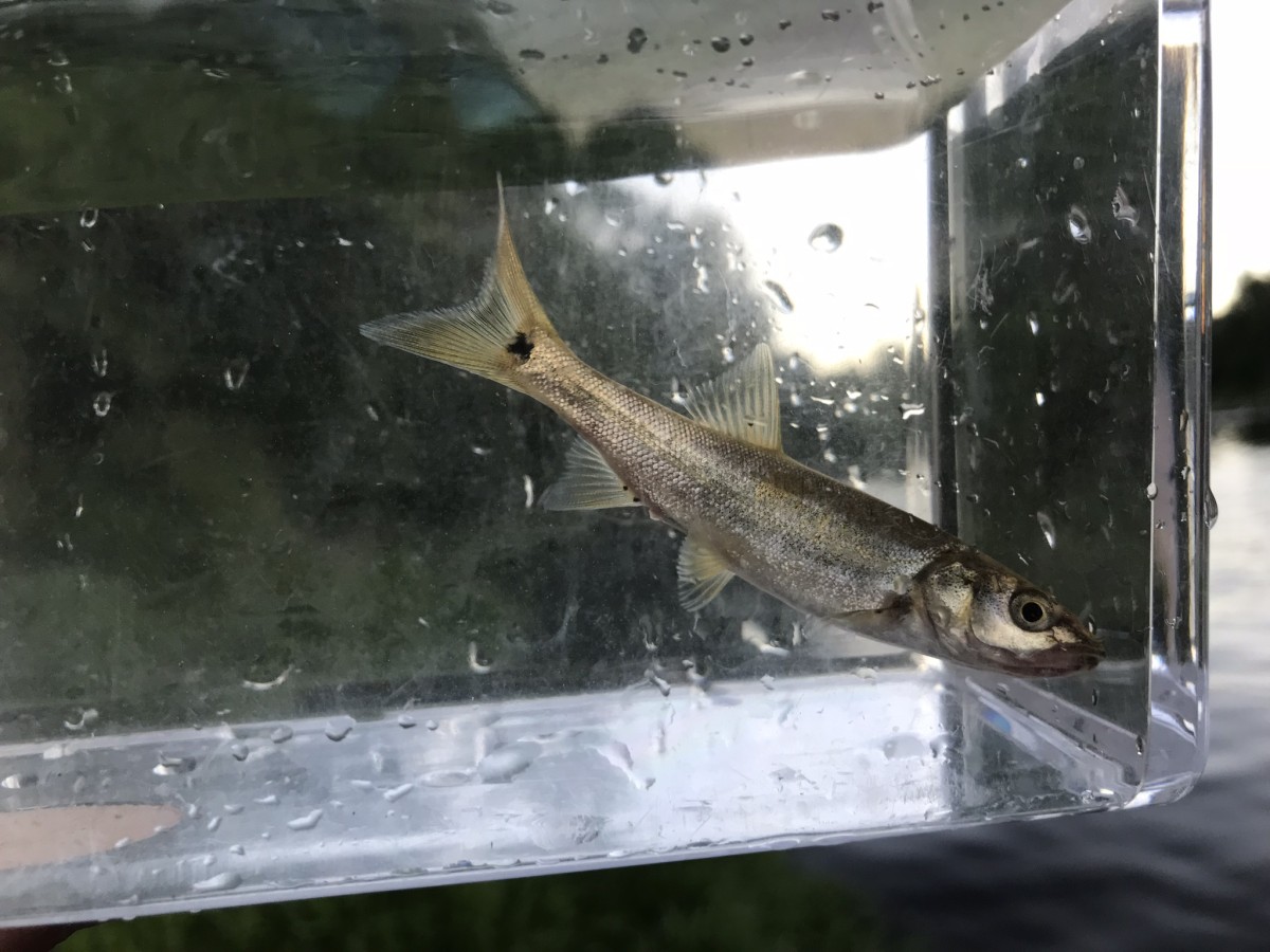 Pikeminnow, Umpqua (Juvenile)