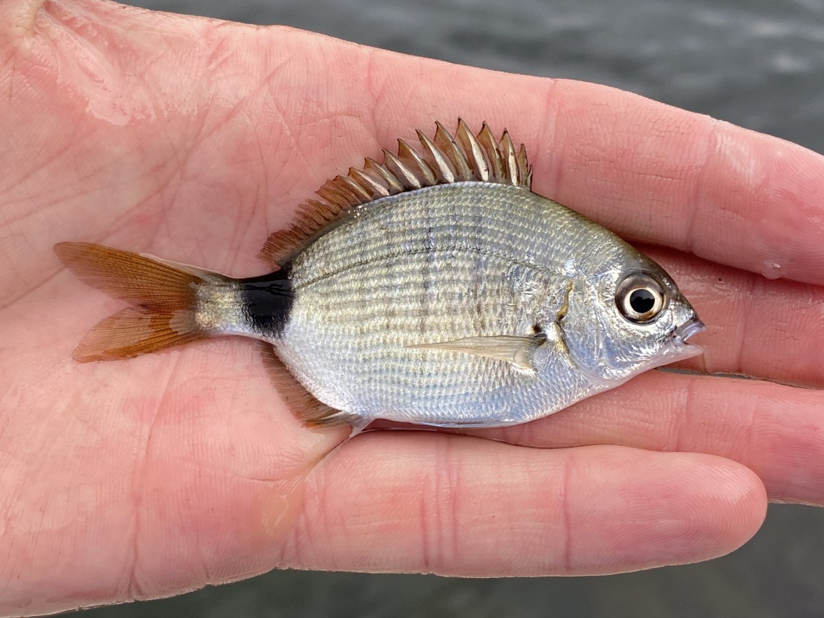 Pinfish, Spottail