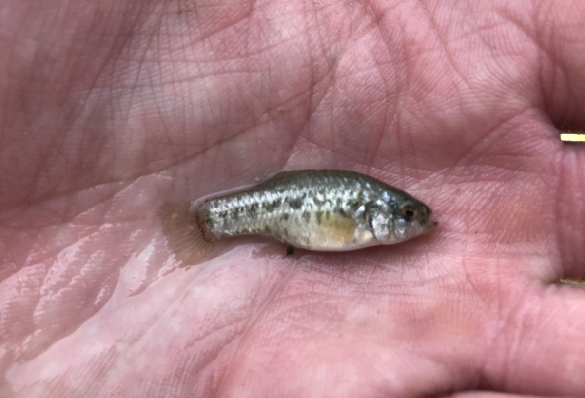 Pupfish, Desert