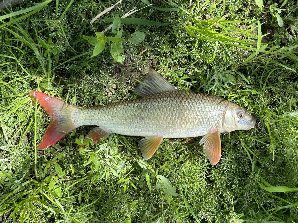 Redhorse, Shorthead