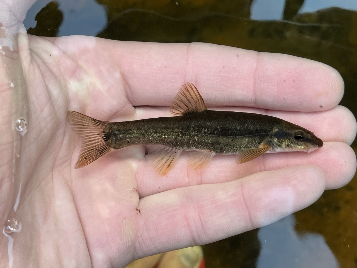 Rhinichthys cataractae, Longnose Dace