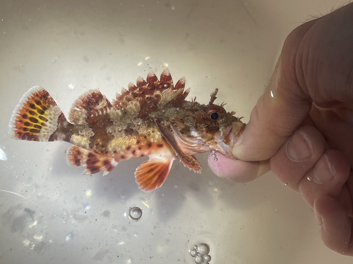 Scorpionfish, California