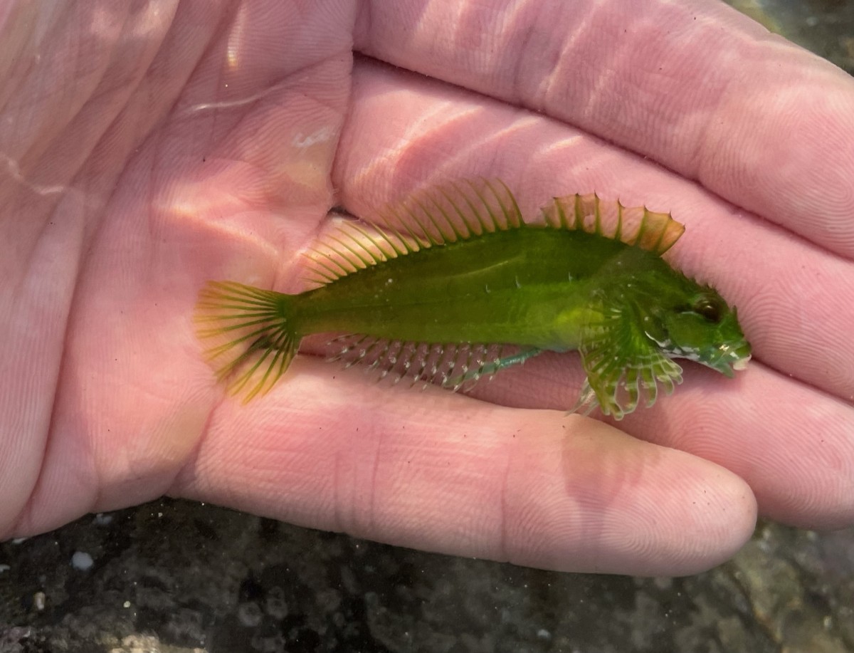 Sculpin, Fluffy (Green)