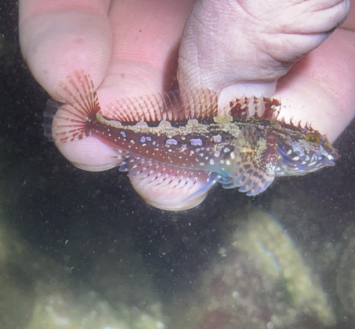 Sculpin, Fluffy (Maroon)