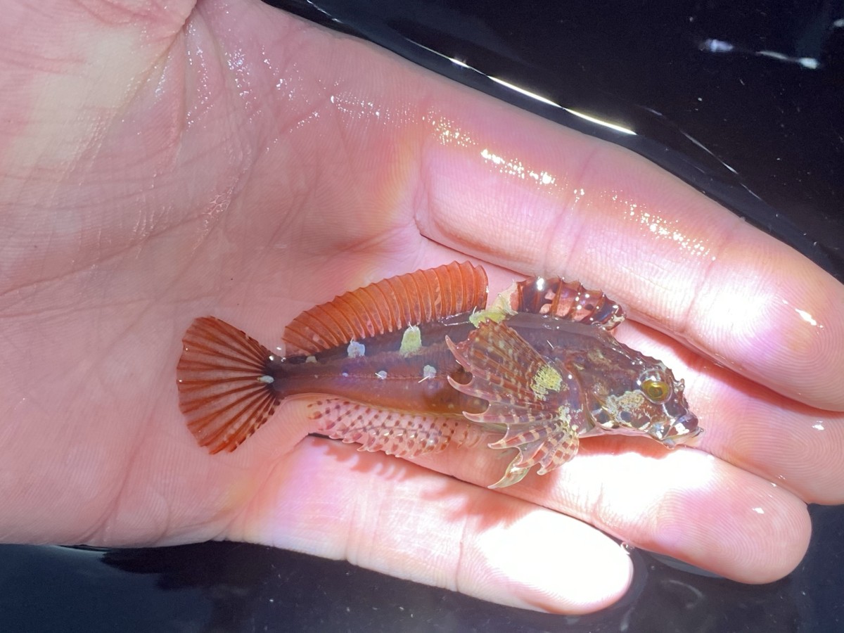 Sculpin, Fluffy (Red)