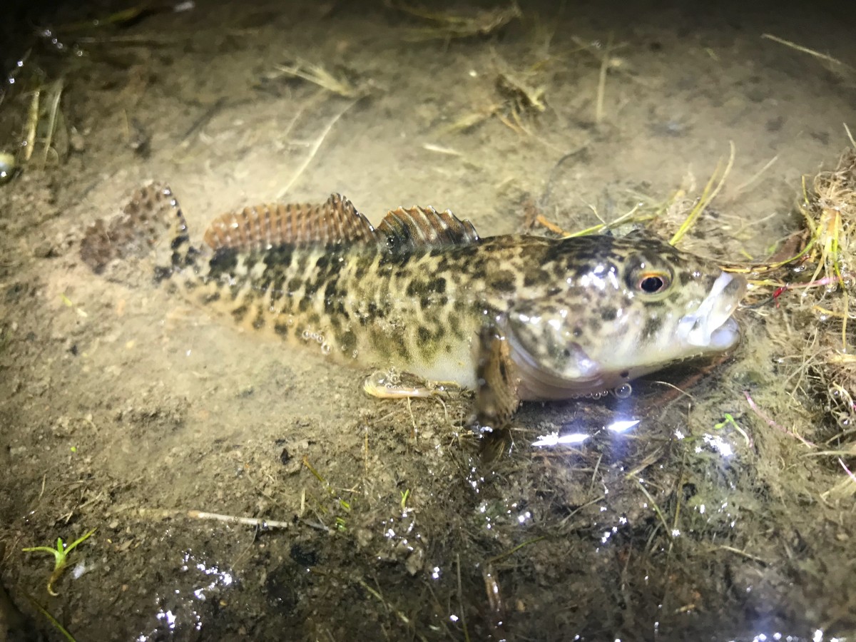 Sculpin, Klamath Marbled