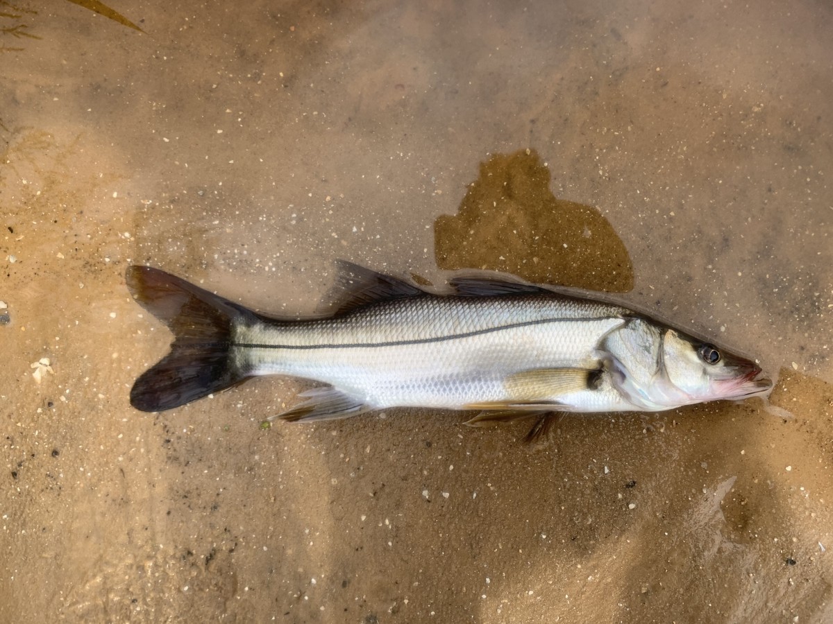 Snook, Common