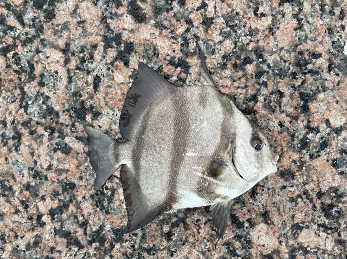 Spadefish, Atlantic