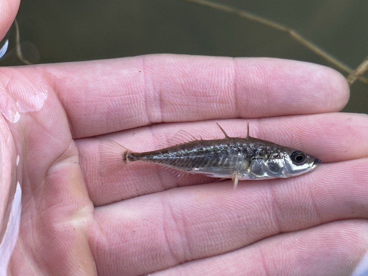 Stickleback, Threespine