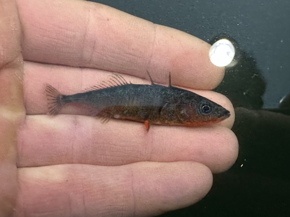 Stickleback, Threespine (Nuptial Male)