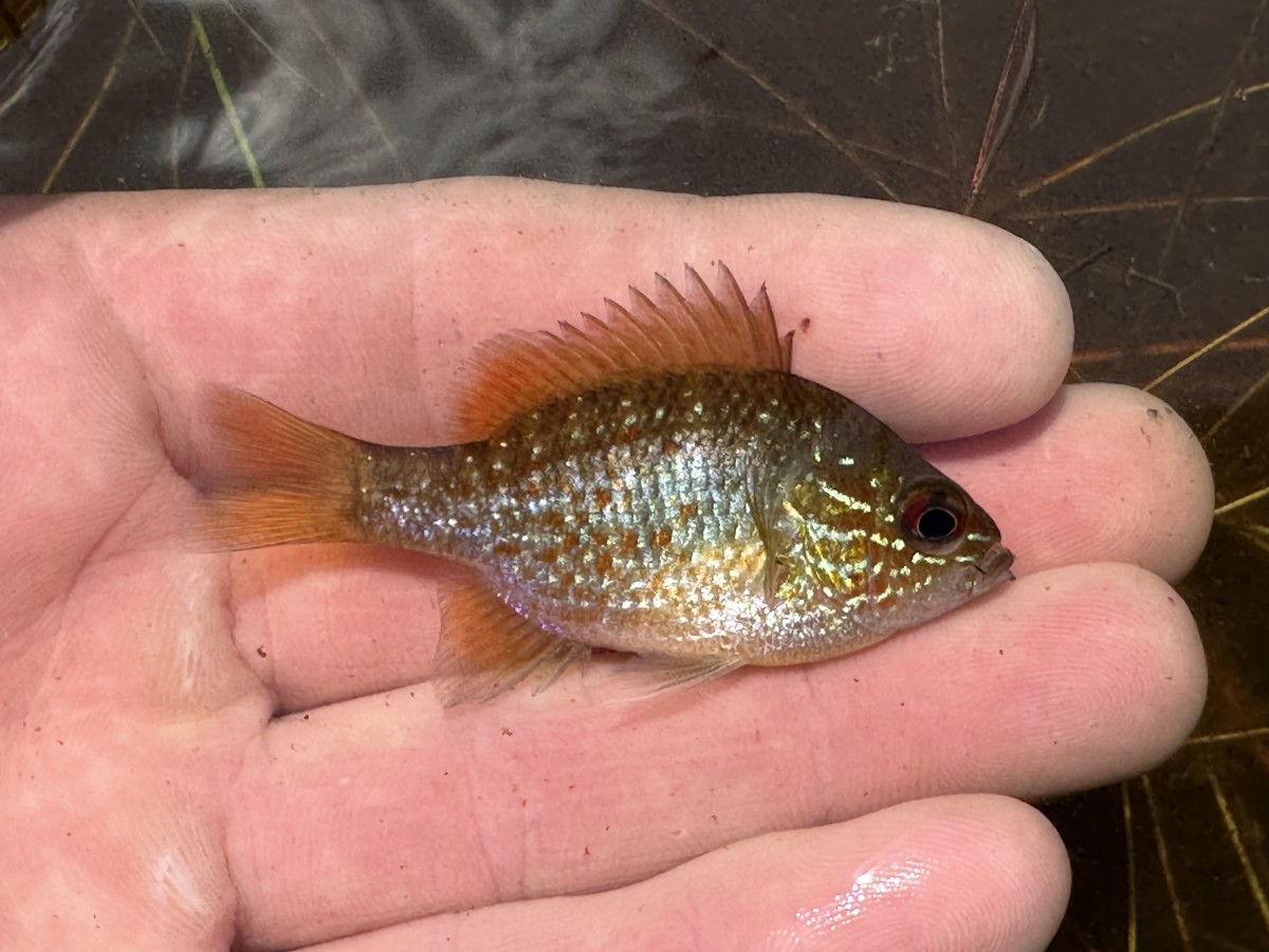 Sunfish, Dollar