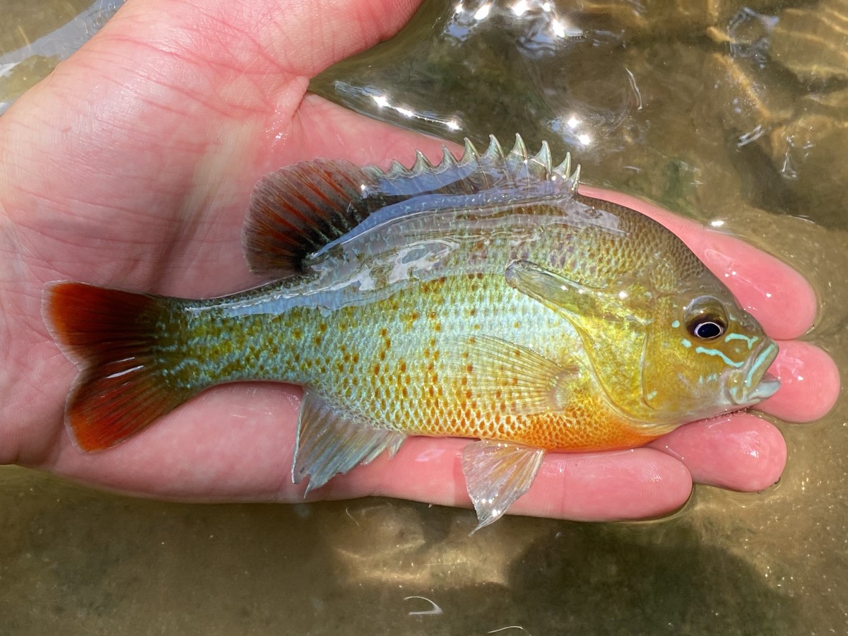 Sunfish, Redbreast