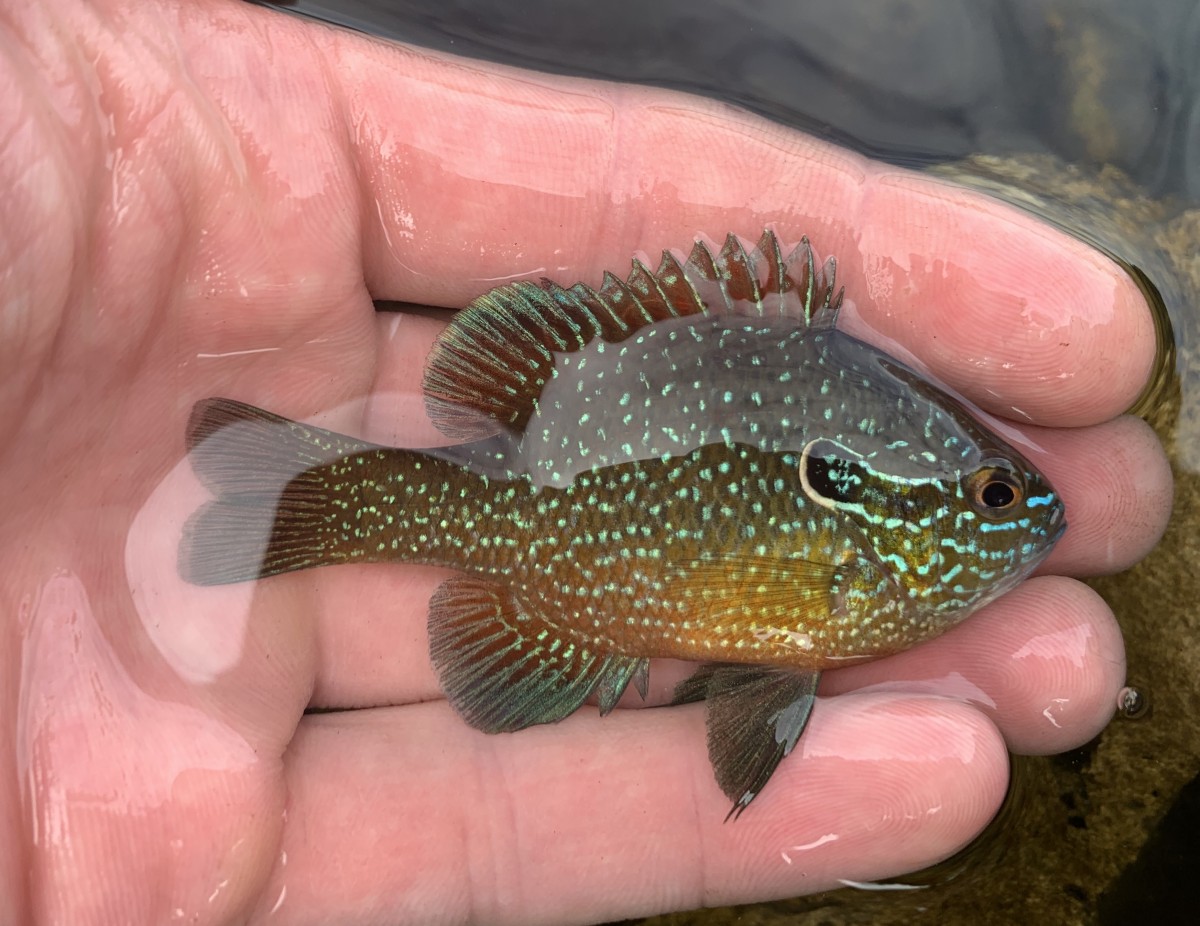 Sunfish, Western Dollar