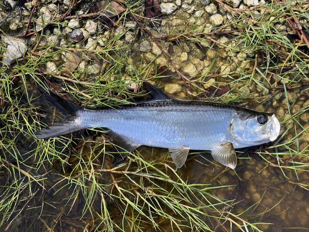 Tarpon, Atlantic