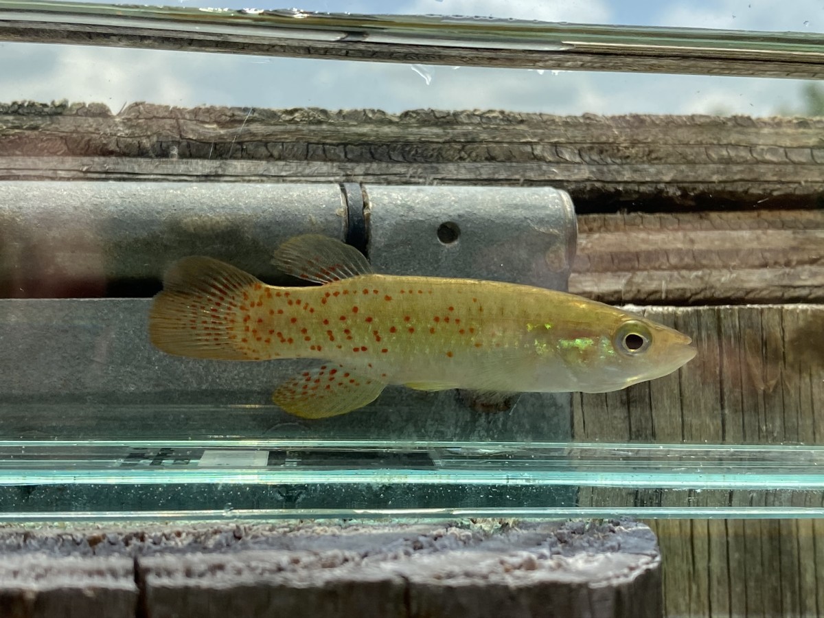 Topminnow, Golden