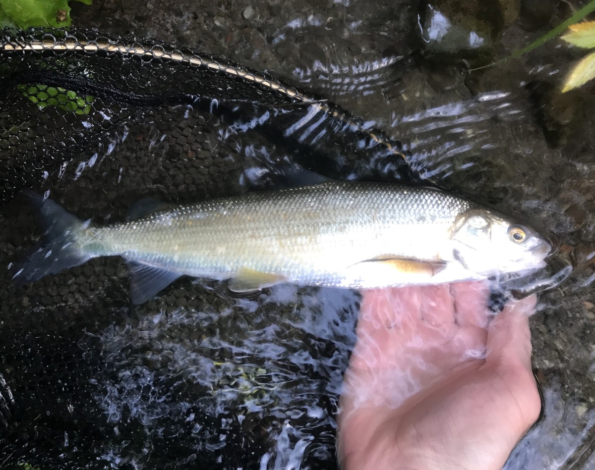 Whitefish, Mountain