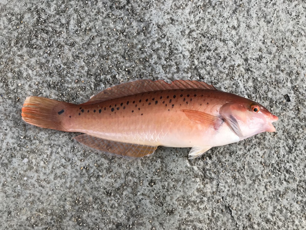 Wrasse, Rock (Initial)