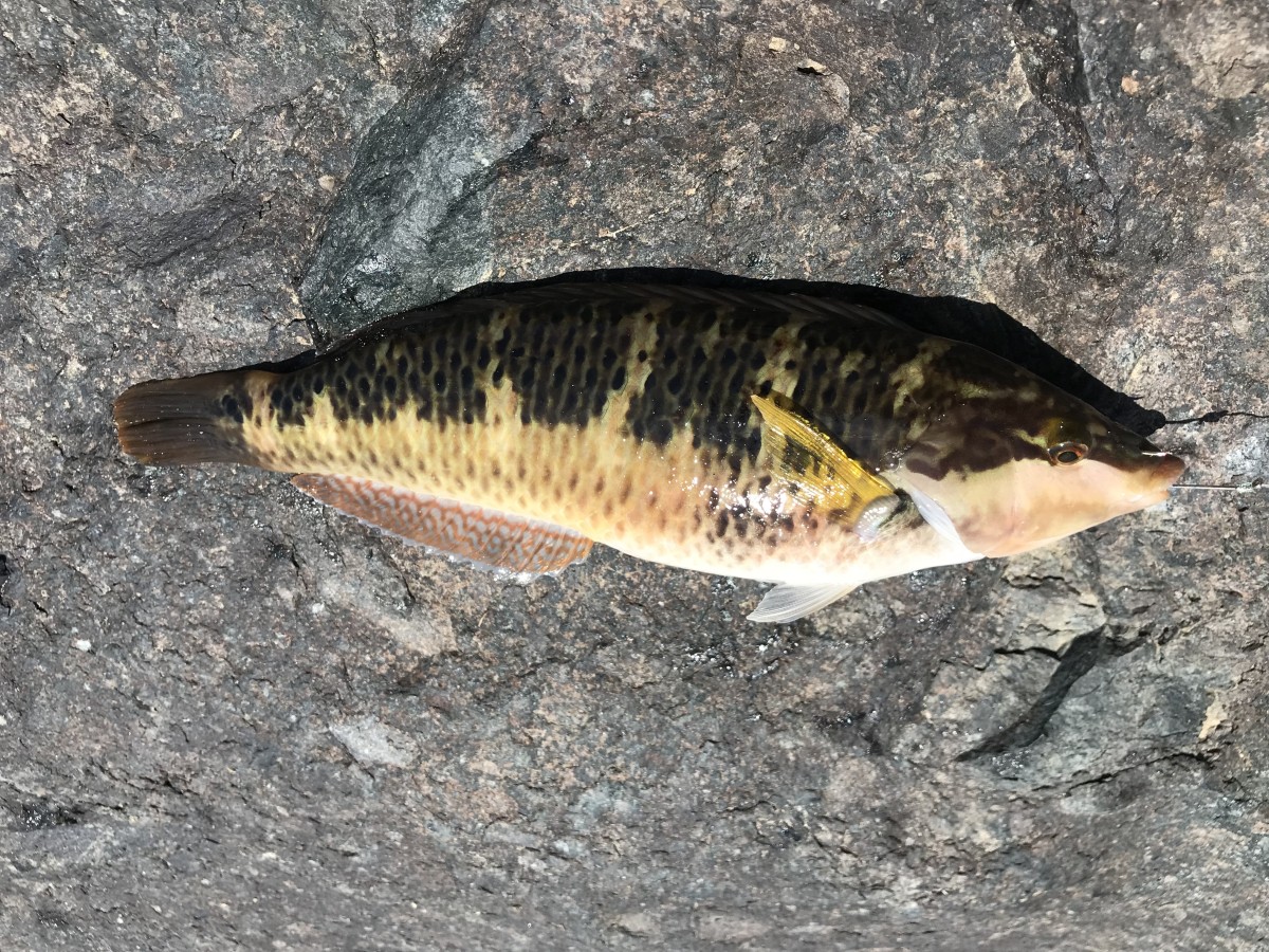 Wrasse, Rock (Terminal)