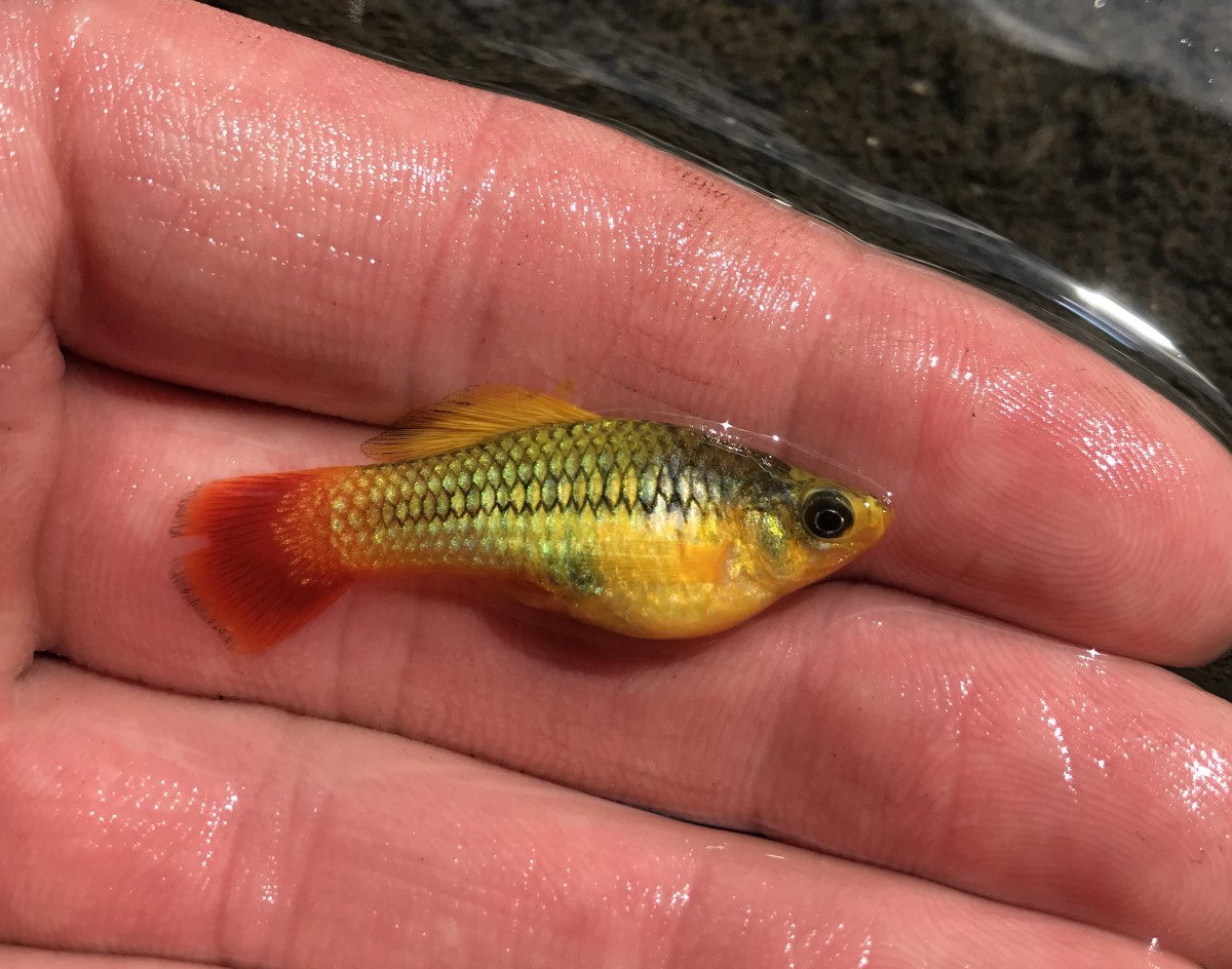 Xiphophorus variatus, Variegated_Variable Platy