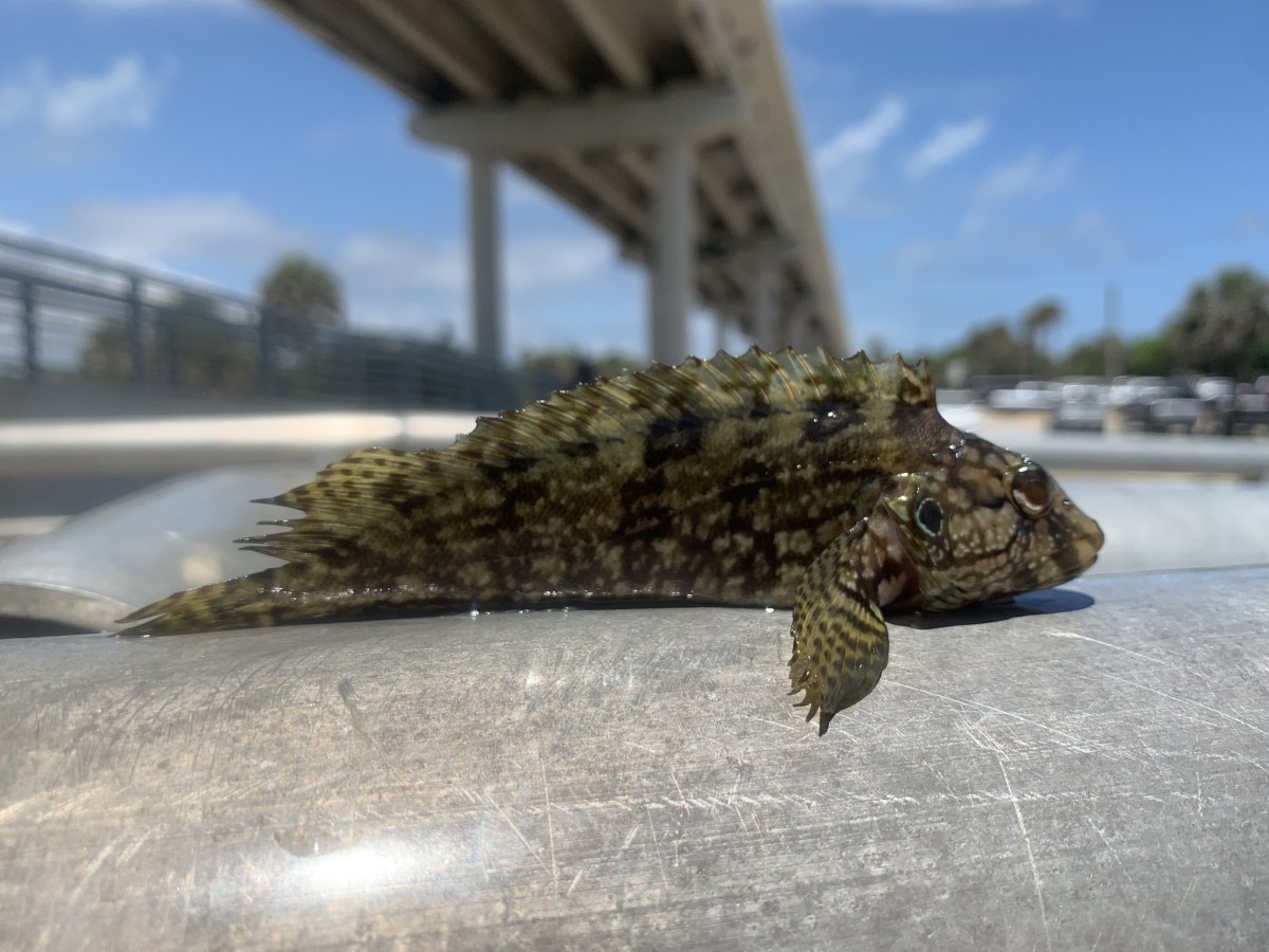 Blenny, Hairy