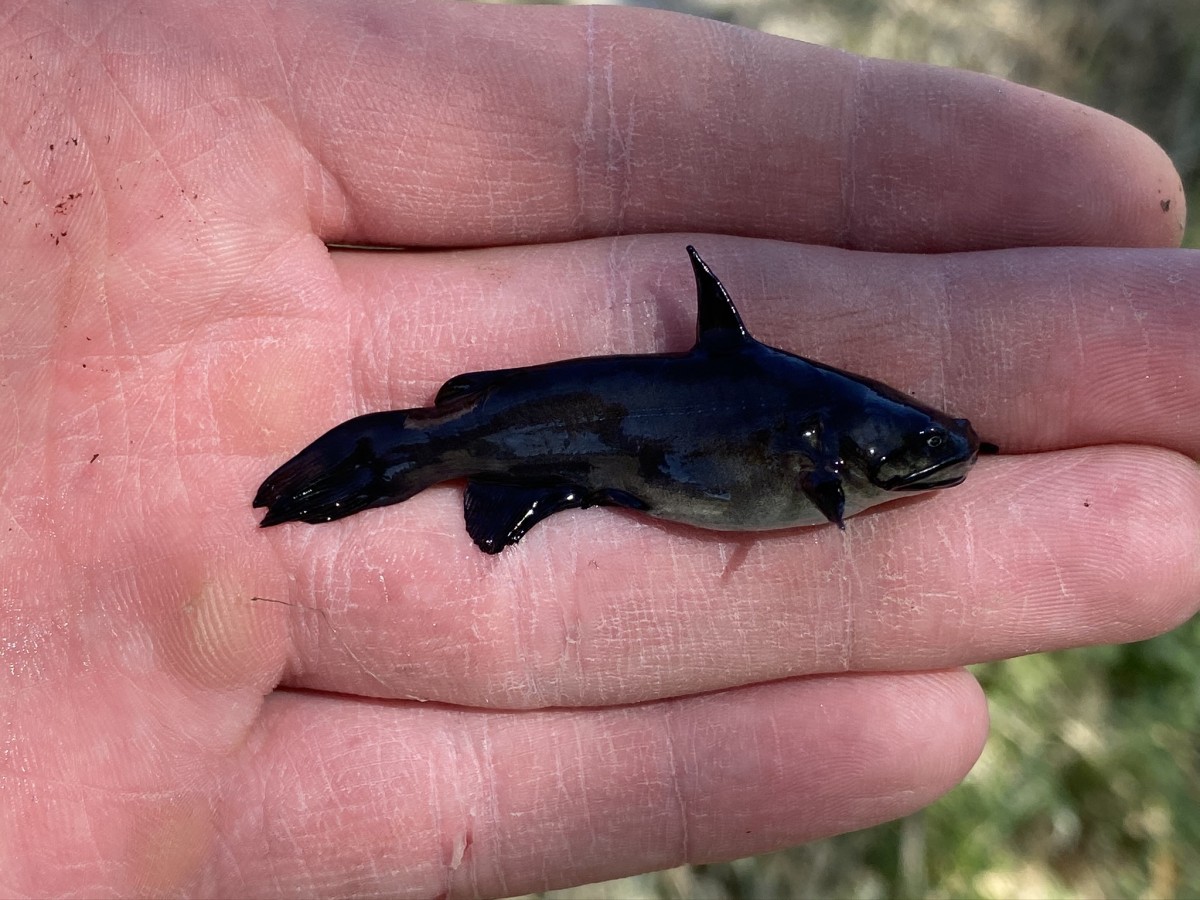 Bullhead, Black (Juvenile)