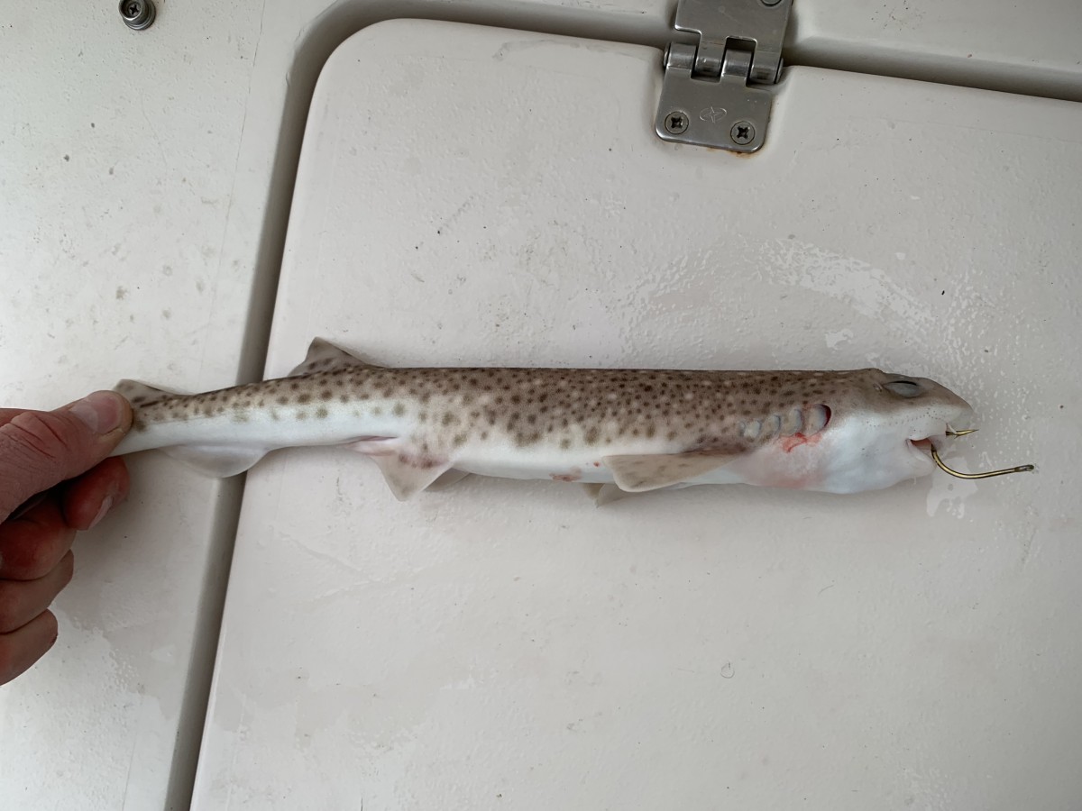 Catshark, Lesser Smallspotted