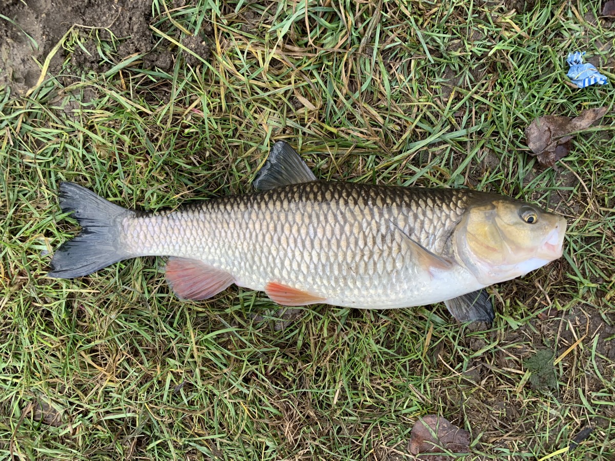 Chub, European