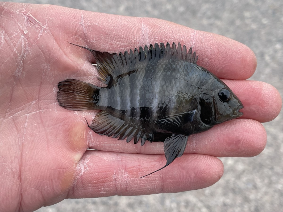 Cichlid, Convict