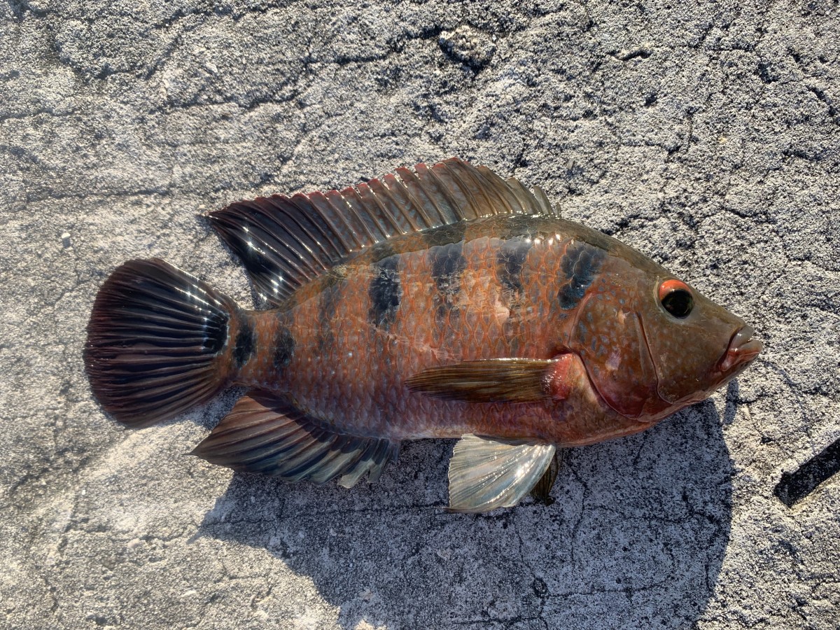 Cichlid, Mayan