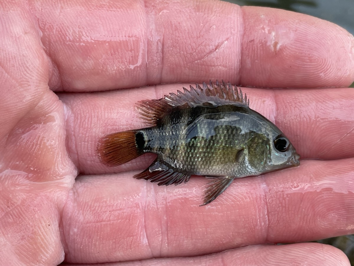 Cichlid, Mayan (Juvie)