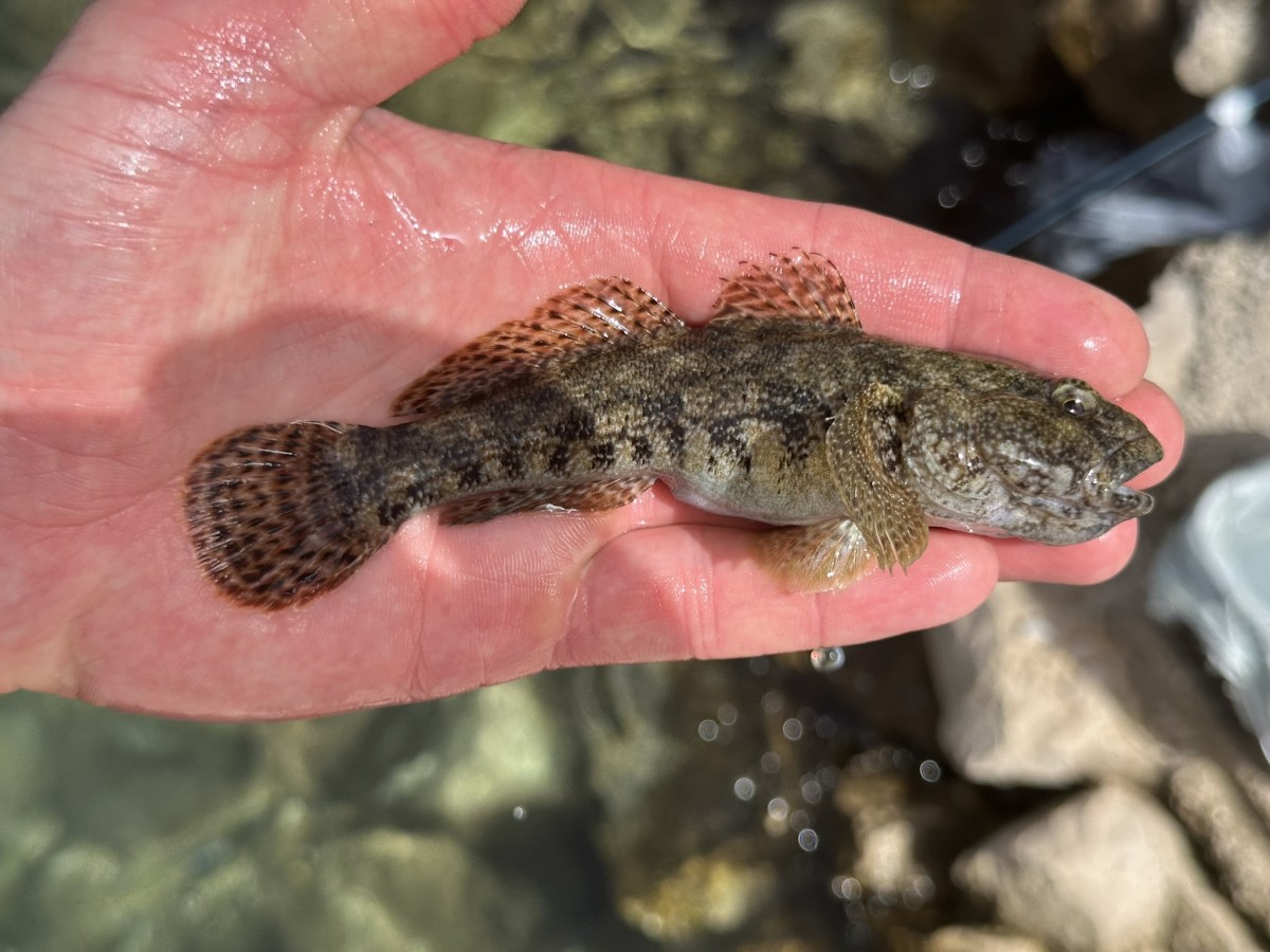 Gobius cobitis, Giant Goby