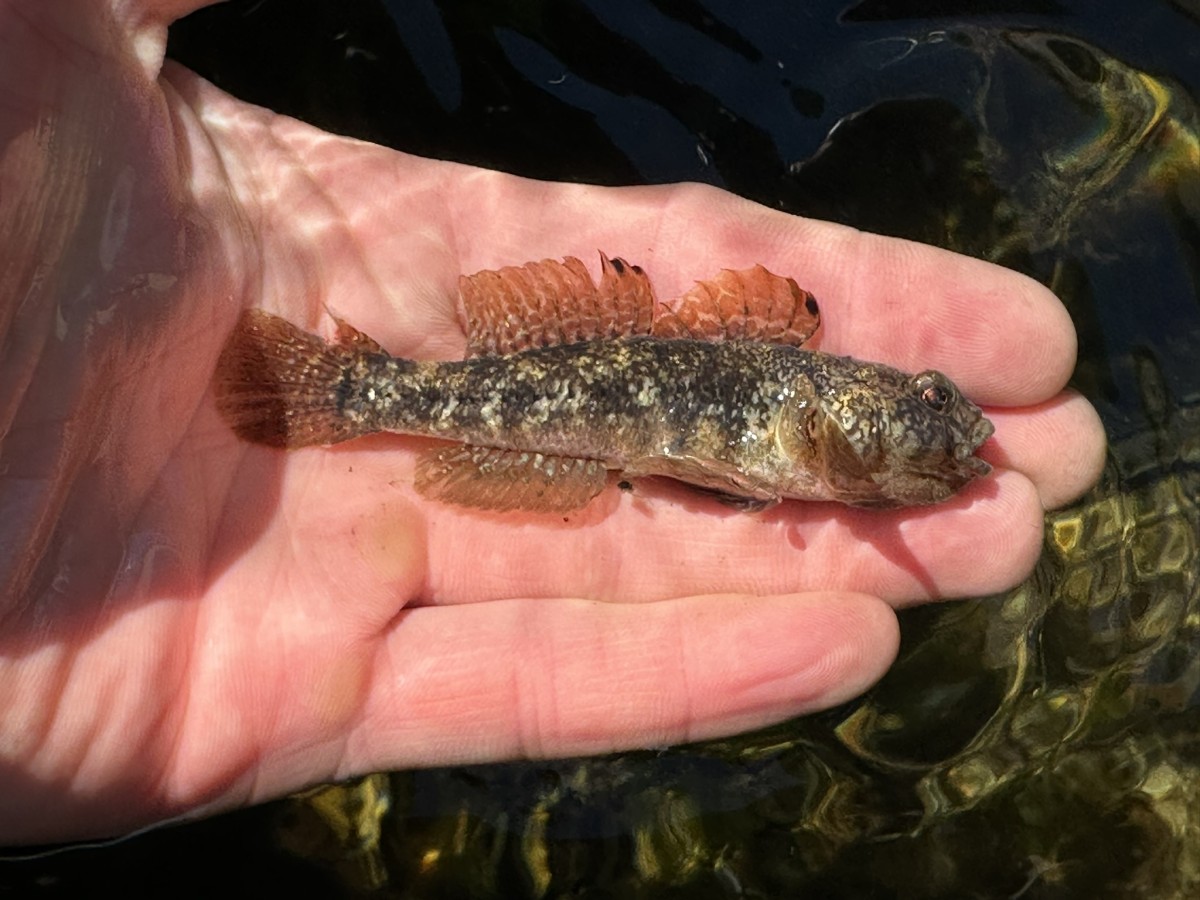 Gobius niger, Black Goby