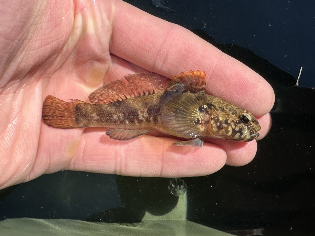 Gobius paganellus, Rock Goby