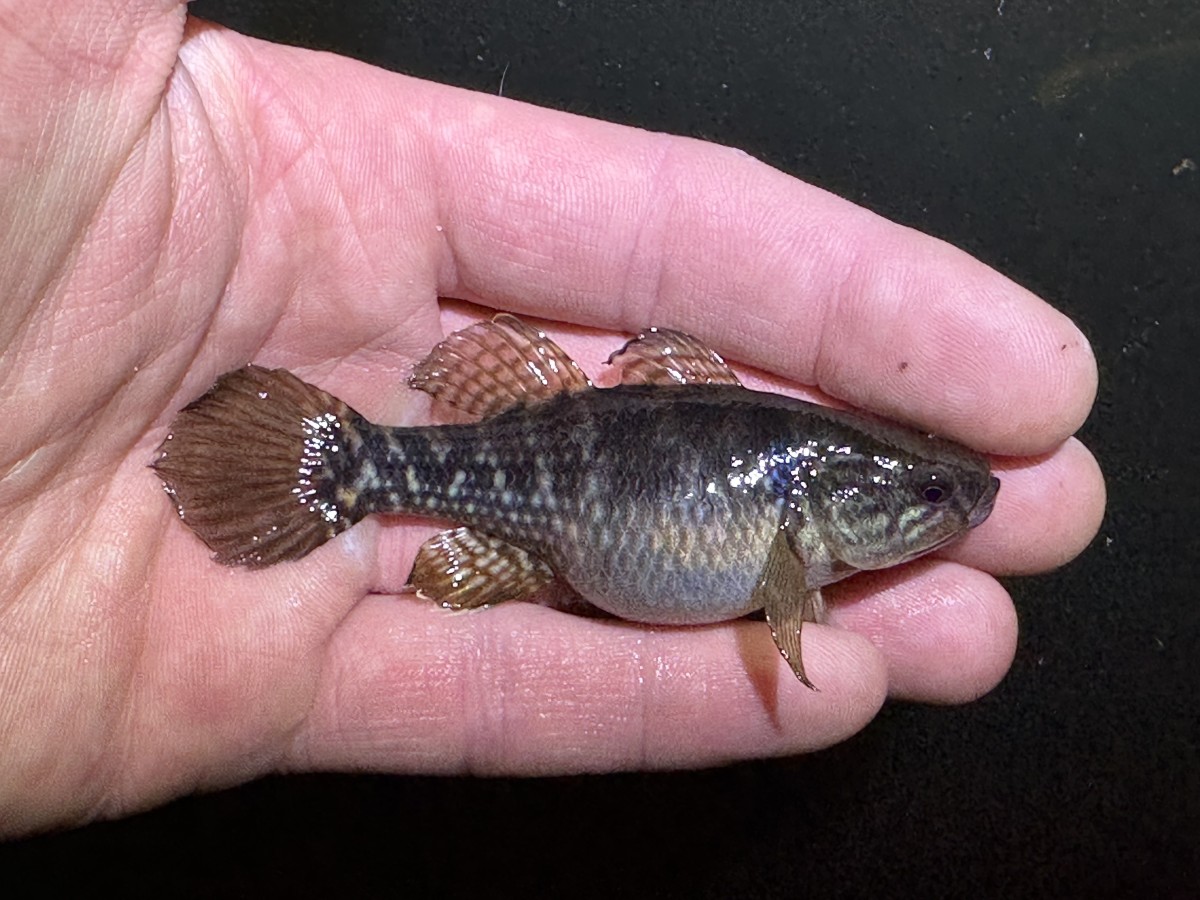 Goby, Atlantic Fat Sleeper