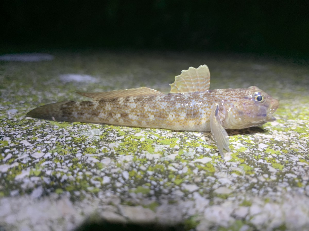 Goby, Bucchich's