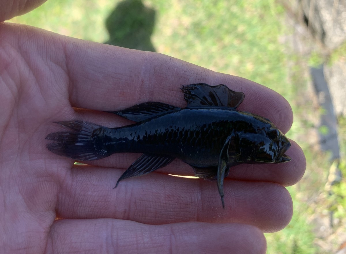 Goby, Crested