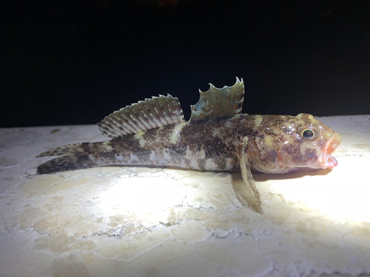 Goby, Red-Mouthed