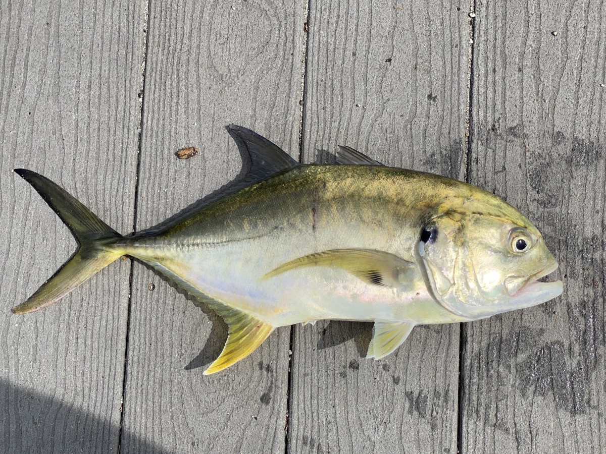 Jack, Crevalle