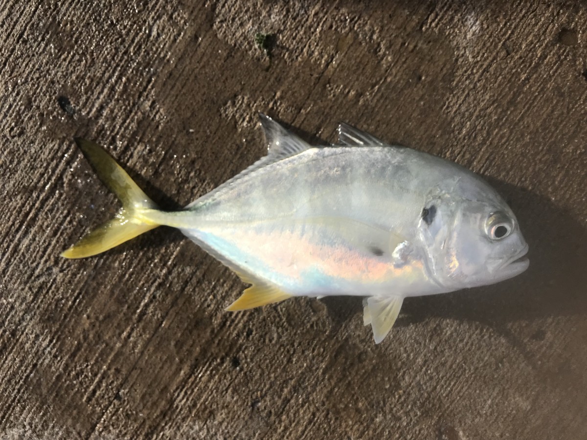 Jack, Crevalle (Juvenile)